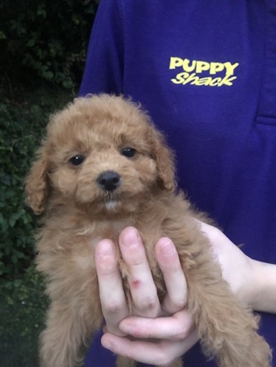 Absolutely adorable gold coloured Cavapoo puppy dog held in loving arms at Puppy Shack pet shop in Brisbane.
